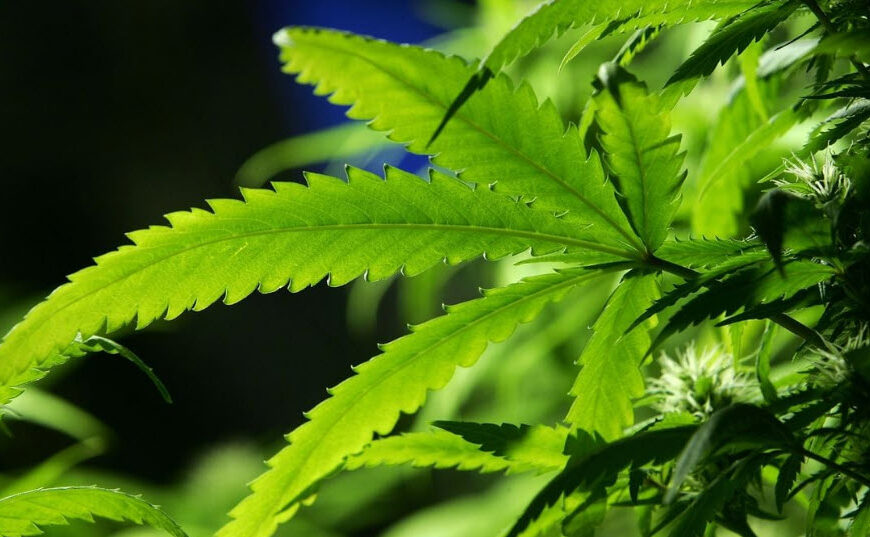 Casual Marijuana Use Linked to Brain Abnormalities